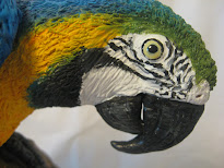Blue & Gold Macaw 11/08