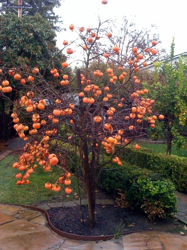 [persimmon+tree.jpg]