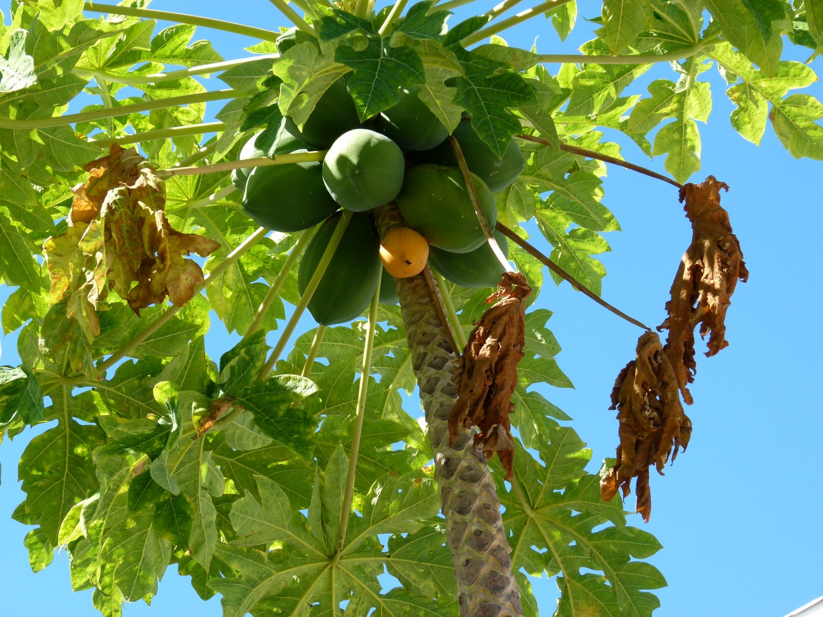 Visit Key West Fantastic flowers of Key West