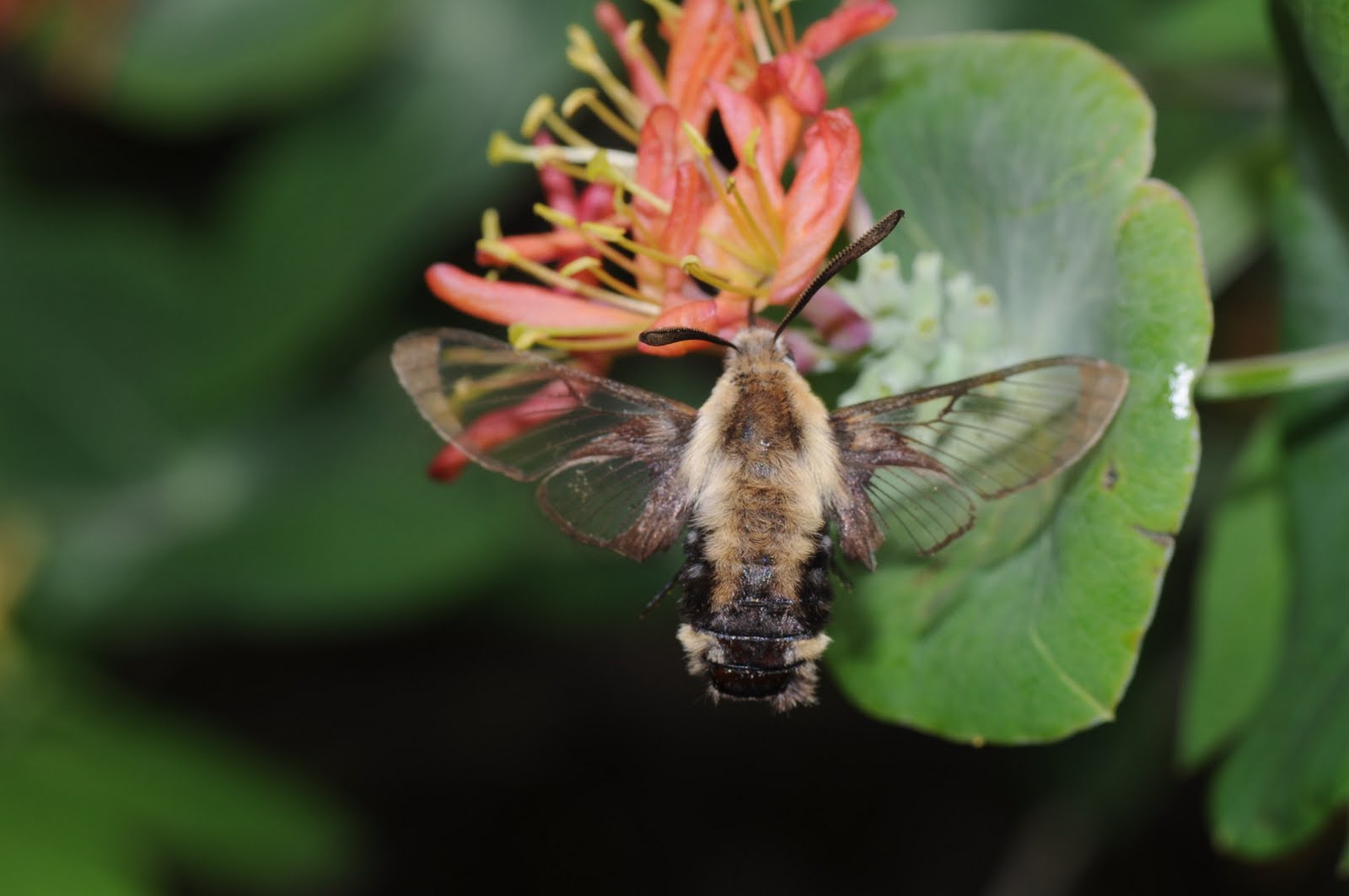 Snowberry Clearwing: The Hummingbird Moth