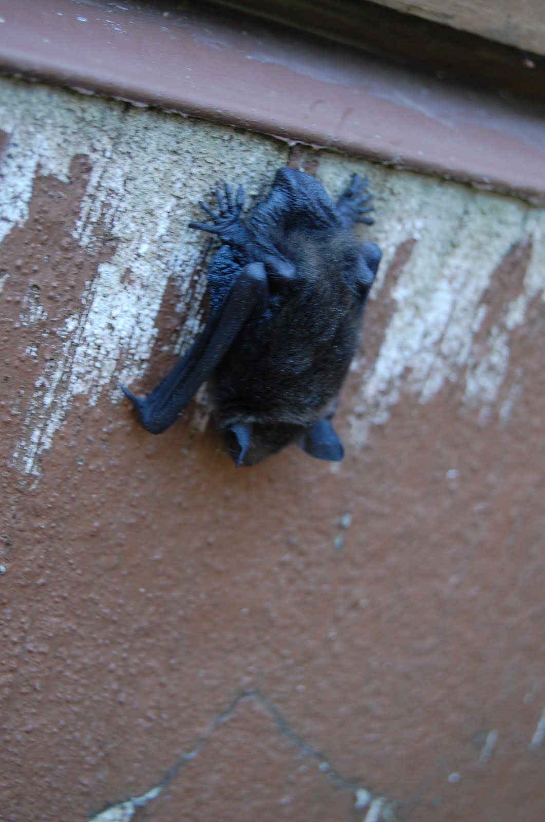 Tag Archive for "Bat Species" The Adirondack Almanack