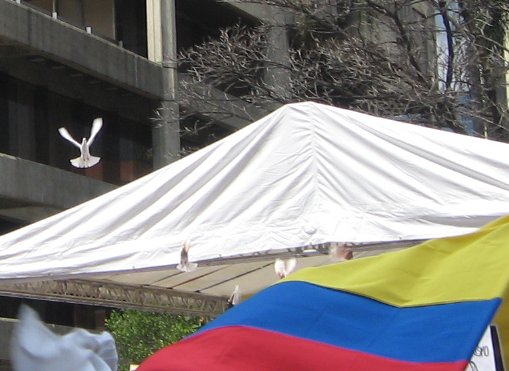 [palomas6262625.jpg]