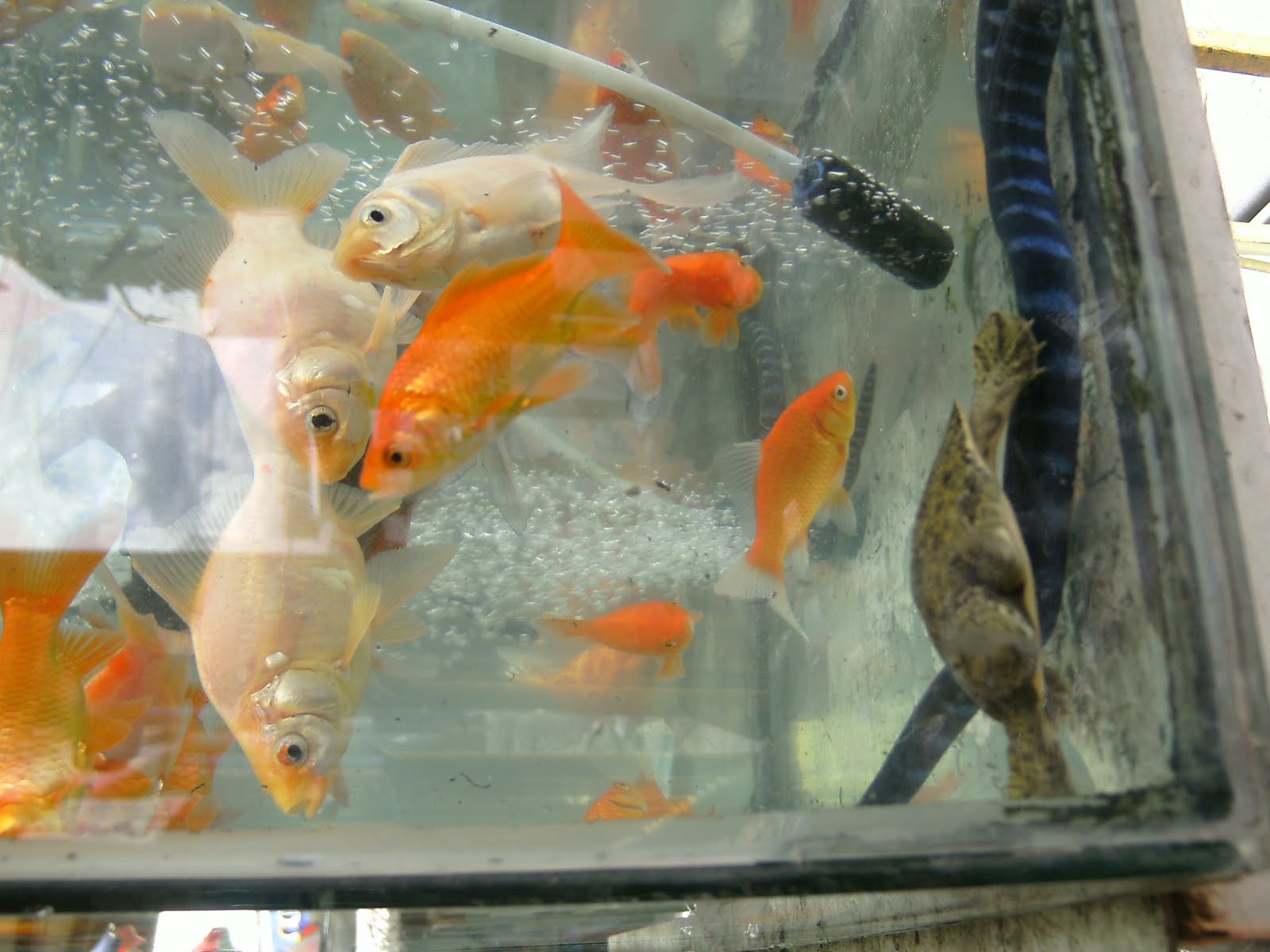 Fish Pet Shop in Cebu City