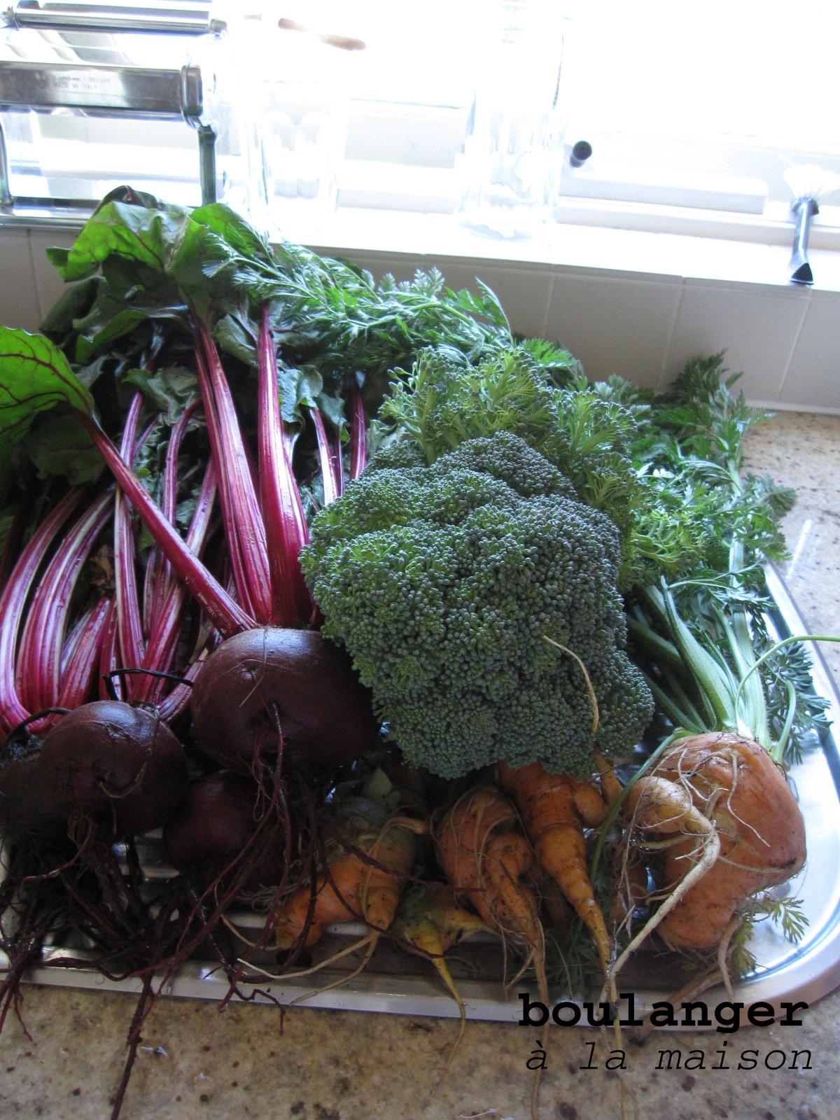 Gardening Tips Planting Broccoli and Carrots Together PlantHD