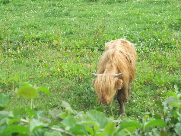 Vache Ecossaise - Marais Vernier - Etape 17