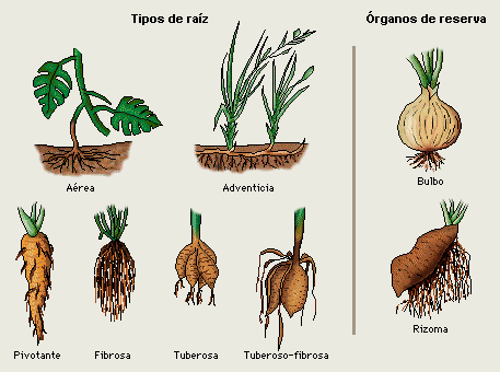 Resultado de imagen para tipos de raices segun su habitat