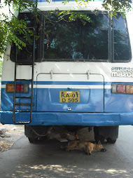 Dogs sleeping under a bus