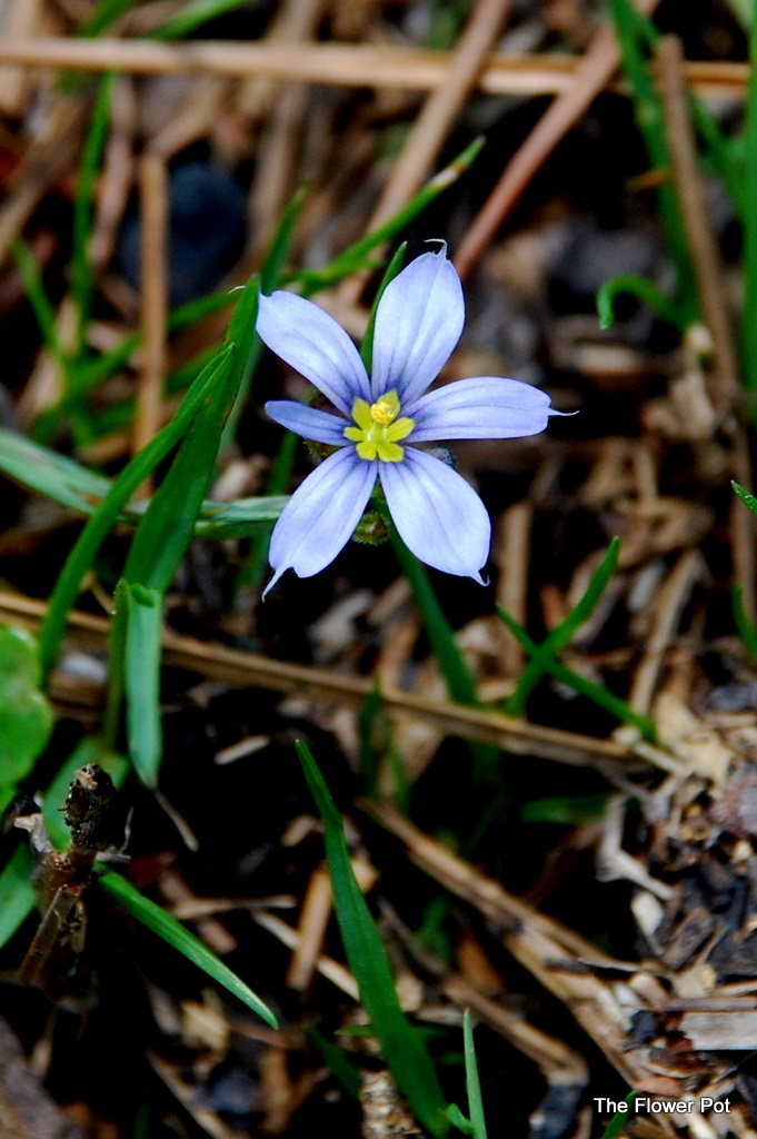 The Flower Pot BlueEyed Grass