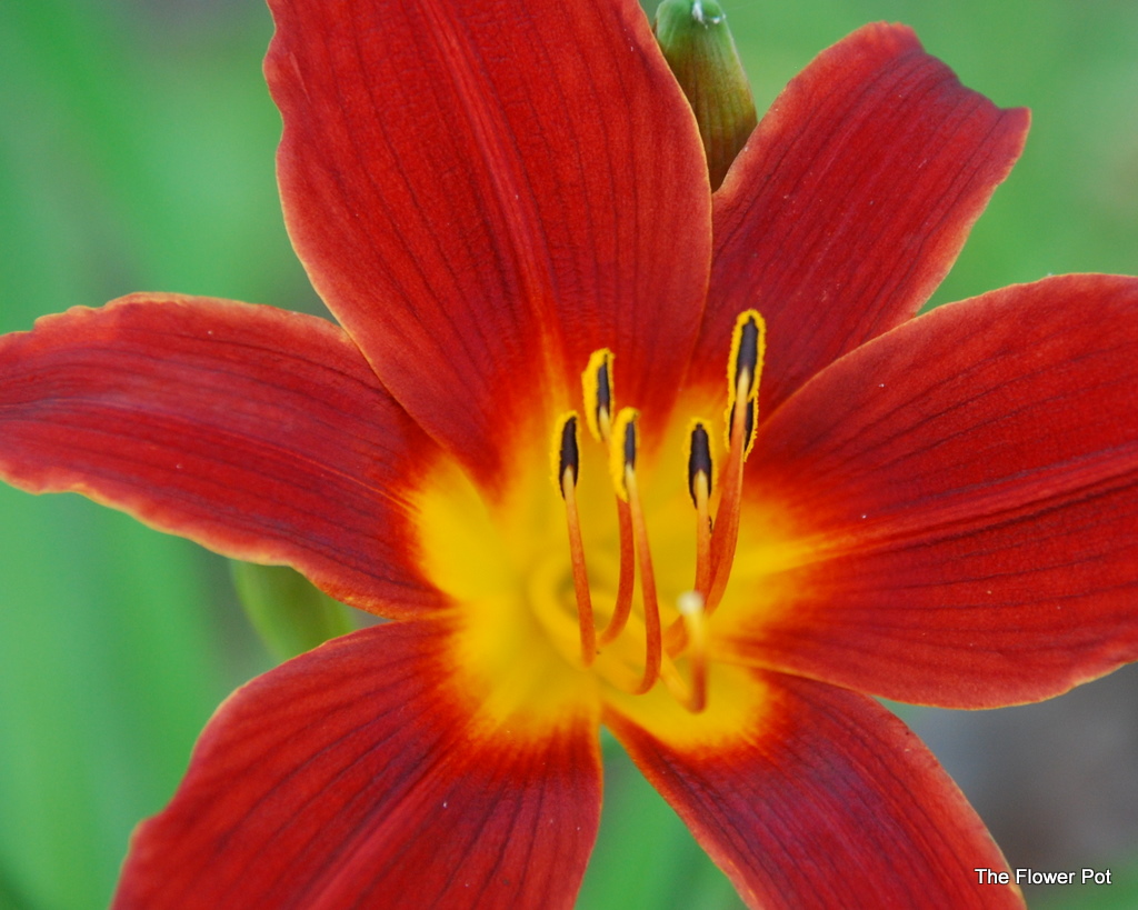 The Flower Pot Red and Gold Daylilies Macro Flowers Saturday