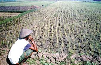 300 Ha Sawah Di Manegen Dan Hutatonga Terancam Kekeringan petani di sawah kering1 300 Ha Sawah Di Manegen Dan Hutatonga Terancam Kekeringan