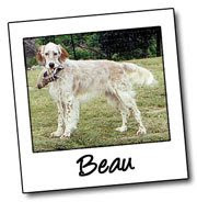 BRING BEAU HOME