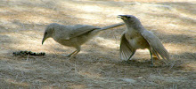 Arabian Babbler - Sde Boker - Negev Desert - 2009