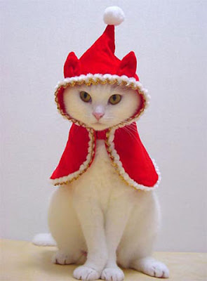 http://2.bp.blogspot.com/_eWM8SsyEfJA/SU_MNA08IaI/AAAAAAAAAG0/dZDElHo_3qs/s400/Christmas_Kitten.jpg