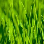 Ocean Grown Wheat Grass