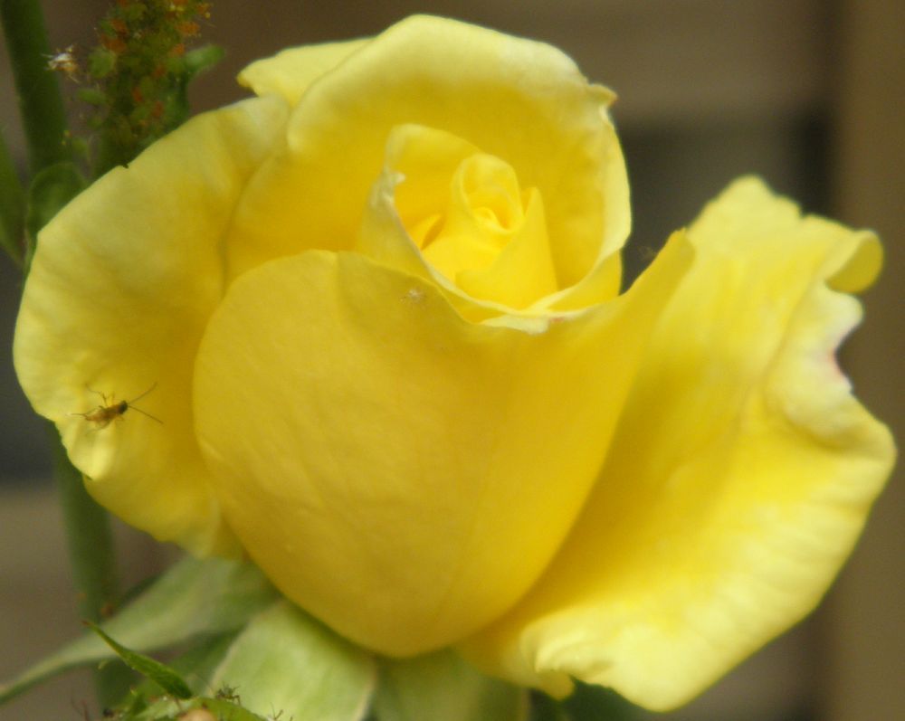 Robert Childs garden path Yellow climbing rose