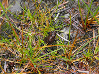 Little Frog 1 amongst the grassy leaves