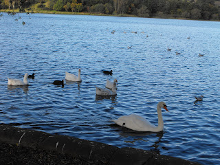 Geese and a Swan on Linlithgow Loch