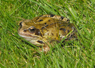 Back Garden Frog