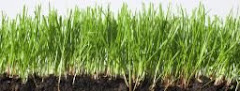Grass Roots