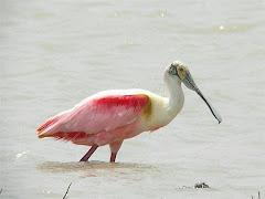 Roseate Spoonbill at South Padre