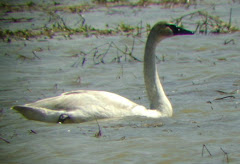 Trumpeter Swan in Indiana