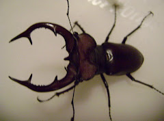 Giant Stag Beetle on my Porch
