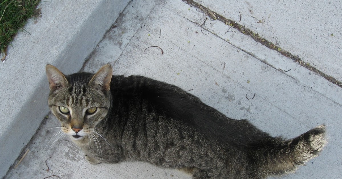 CAT ABOUT TOWN Stub tail Cat cat-about-town-stub-tail-cat