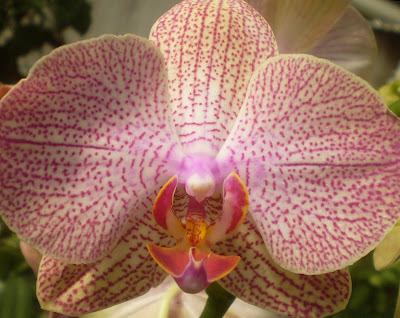 Plants are the Strangest People: Pretty pictures: Phalaenopsis cvv ...