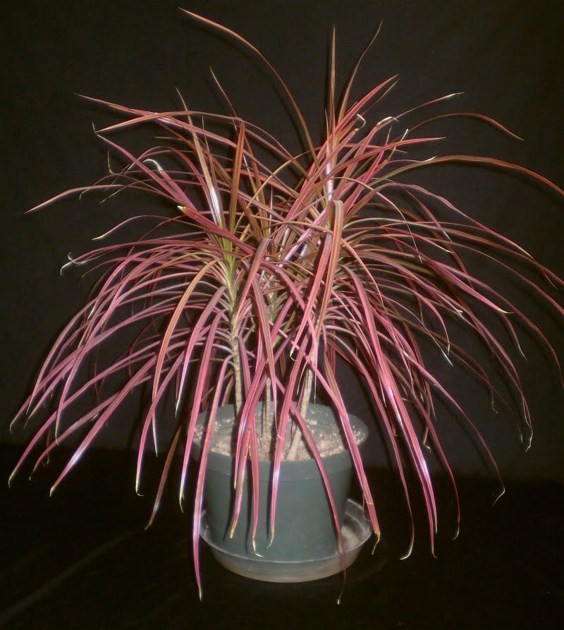 Plants are the Strangest People List Houseplants With