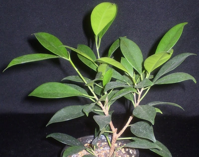 Ficus Microcarpa Comment Decorer Le Pot Ficus Microcarpa Comment Decorer Le Pot