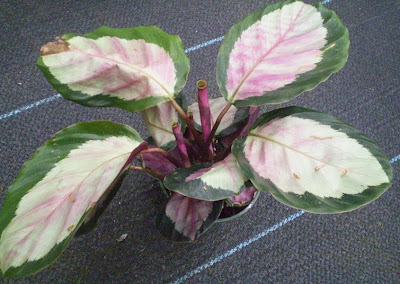 カラテアの種類 - Calathea Roseopicta rosy