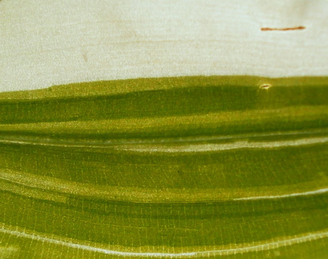 Weigela Wine And Roses Featuring New Plants Every Day