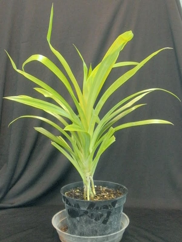 Plants Are The Strangest People Unfinished Business Pand And For About The First Ten Minutes I Was Pretty Hy It Packed Well Plant A Decent Size