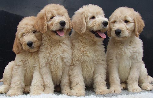puppies and dogs together. Our bulk puppy dogs and