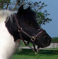 and Mini Horse