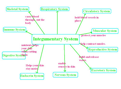 Erin Anatomy: Integumentary System Graphic Organizer