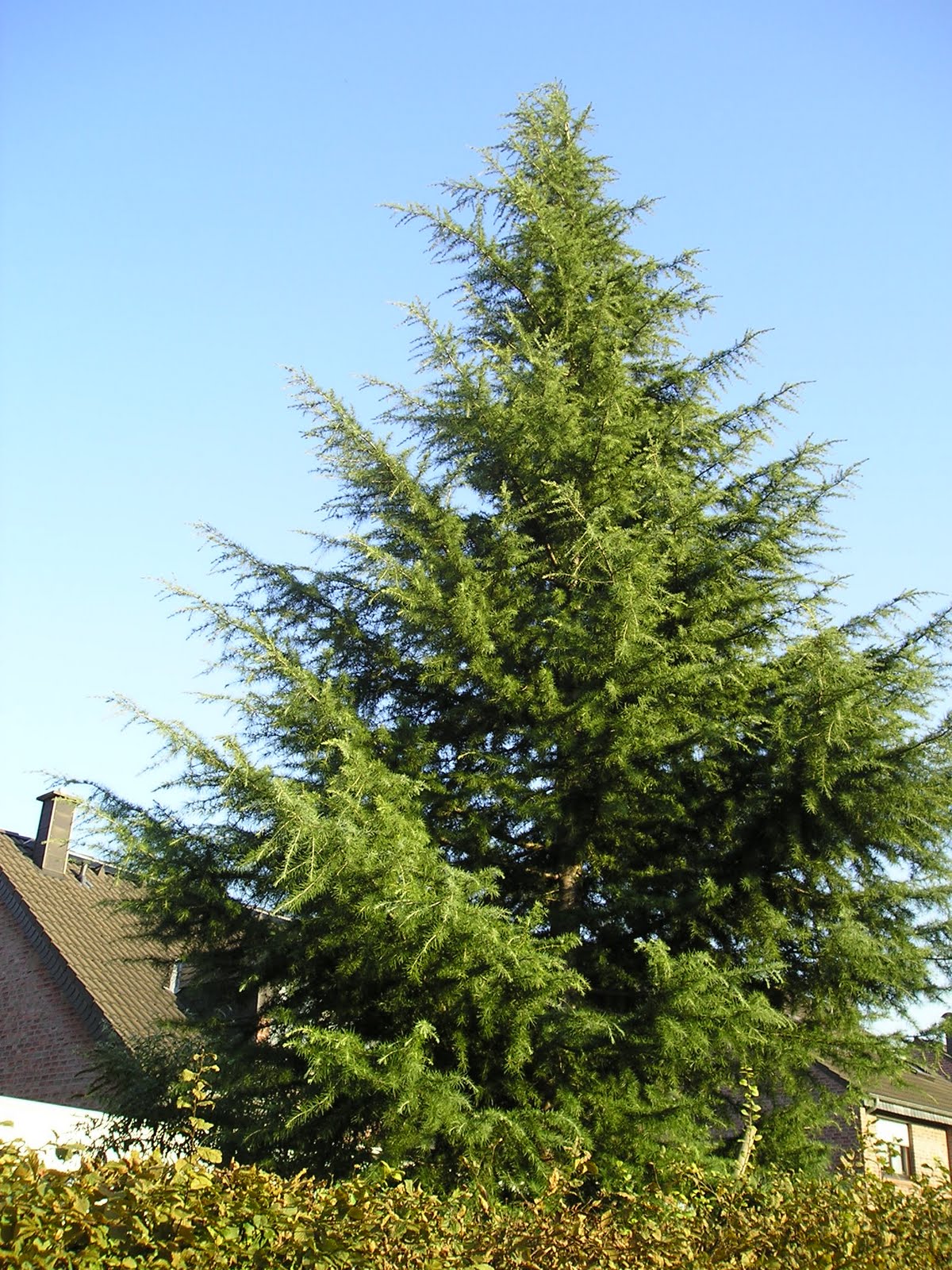 MUNDO JARDIN CEDRO Y AFINES (CEDRUS) MUNDO JARDIN CEDRO Y AFINES (CEDRUS)