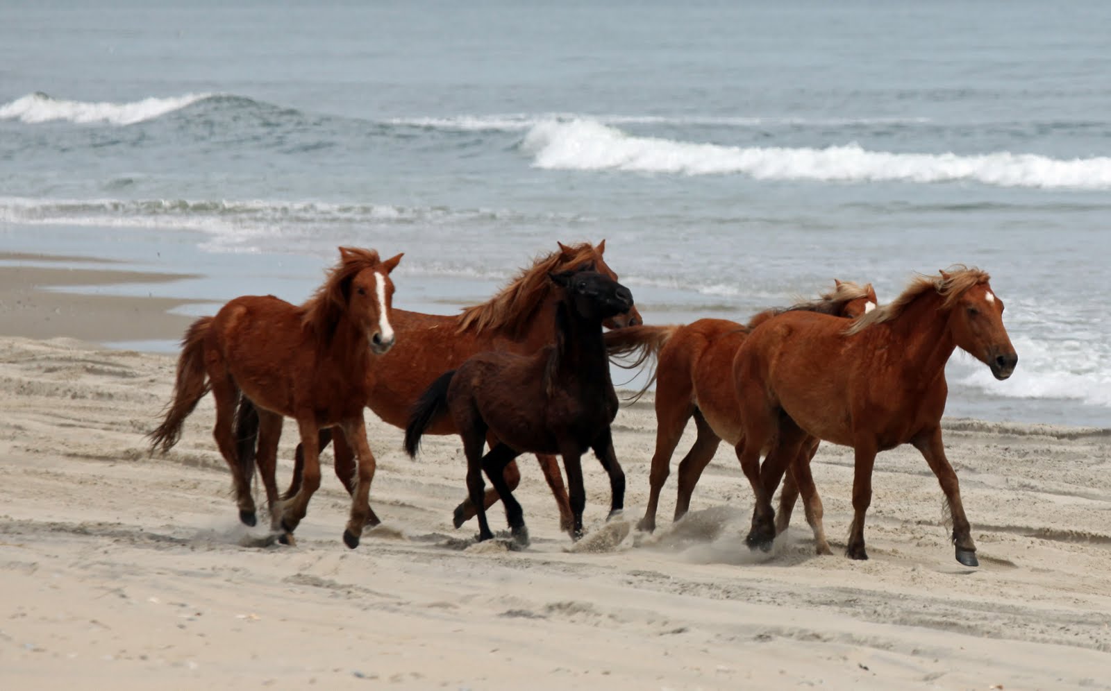 Teresa Grays Photography Wild Horses of the Outer Banks