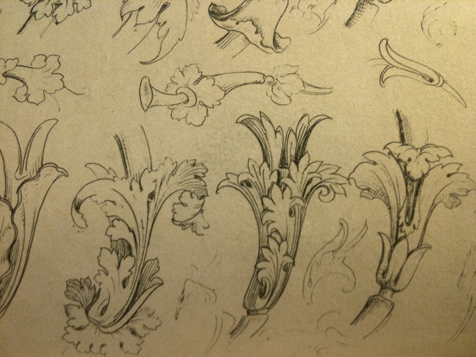 surface fragments: How to draw the Acanthus, Part II
