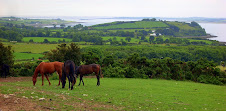 Irish horses