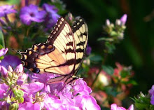 Tiger Swallowtail on phlox