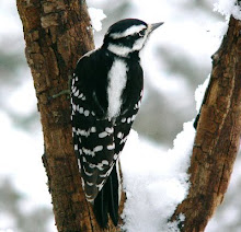 Downy woodpecker female