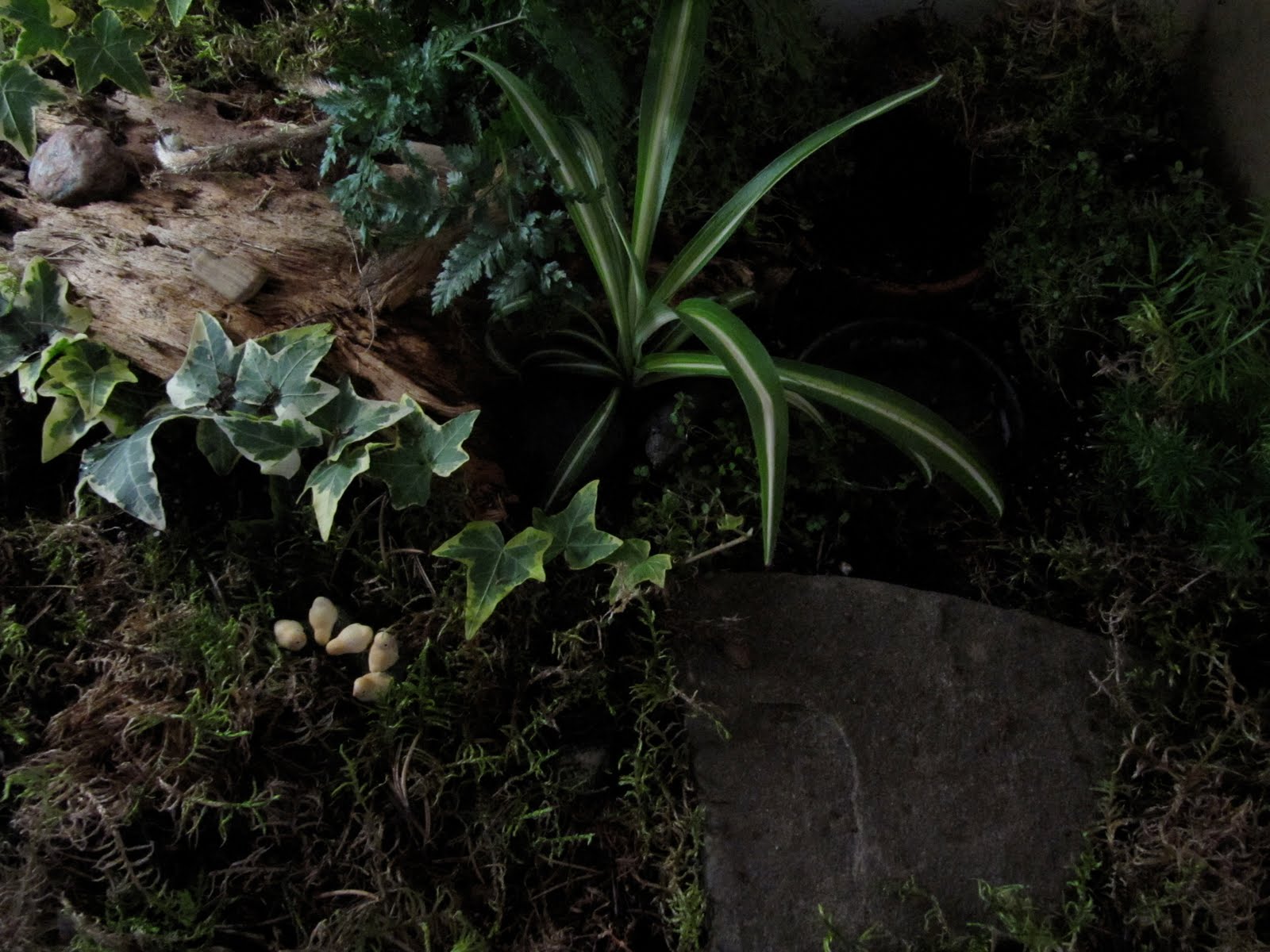 The Omar Museum of Natural History Terrariums