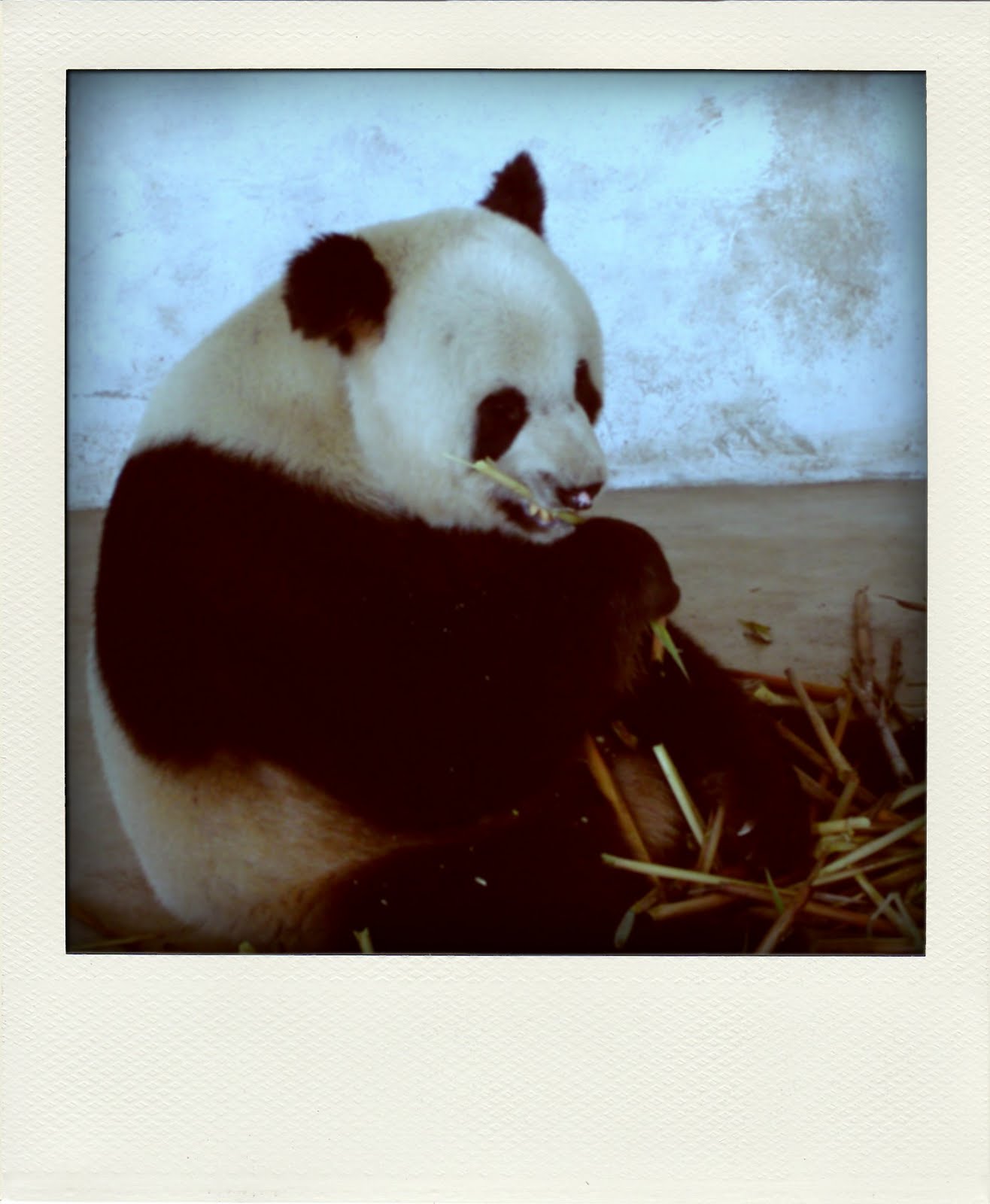 Cateaclysmic The Frequent Flyer Living With Pandas Part 1 
