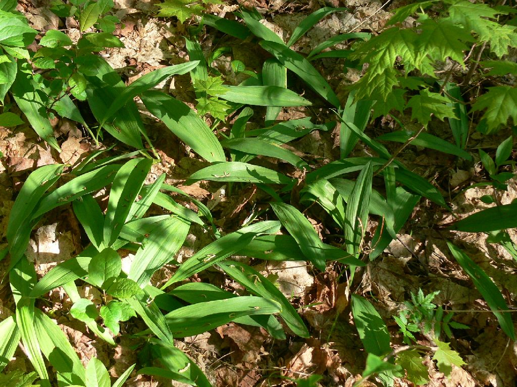 The Vermont Gardener Wild Leeks Spring Favorite