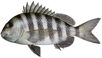 Sheephead Graphics Sharkbait: Sheepshead