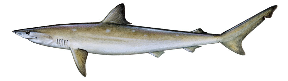 Sharkbait: Atlantic Sharpnose Shark
