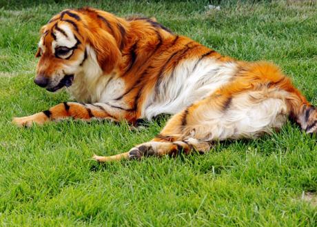 dog+dressed+as+tiger.jpg
