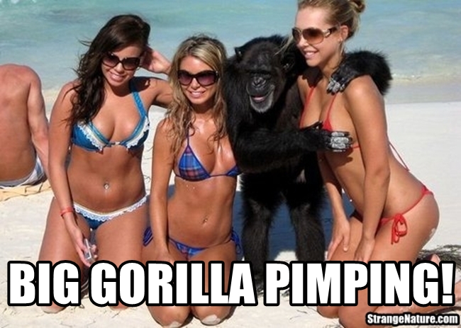 bird+gorilla+pimping.jpg