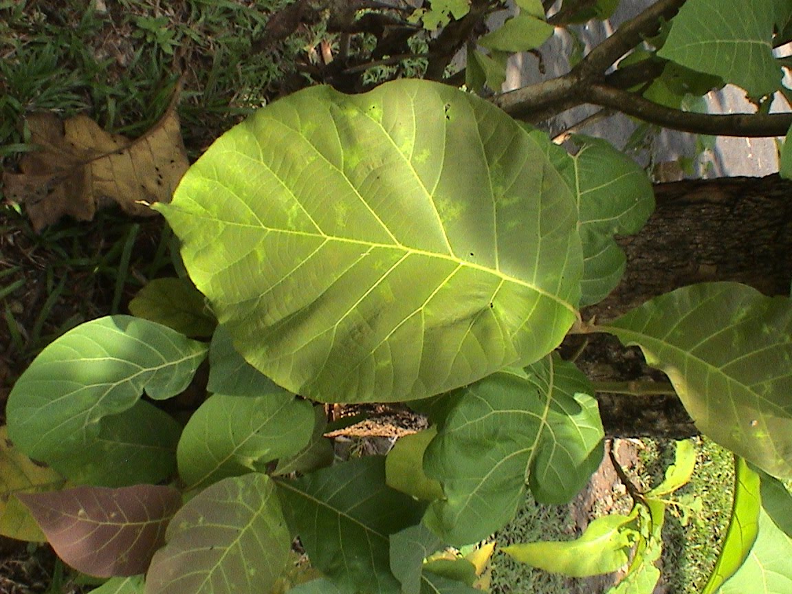 KAYU JATI POHON JATI KEBUN JATI: JATI; sipat, jenis kayu jati